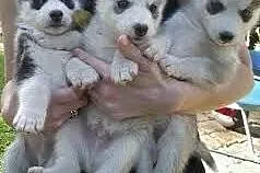 Cocker französisch Stier Hunde,  warmińsko-mazursk