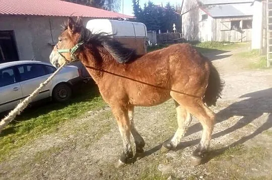 Ogier zimnokrwisty 2-letni, Świętokrzyskie, Piórków