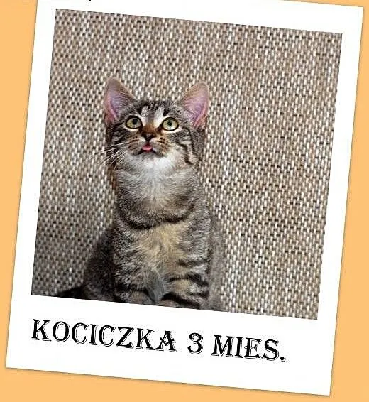 3 mies.kociczka z domu tymczasowego,tulaśna,rozmru