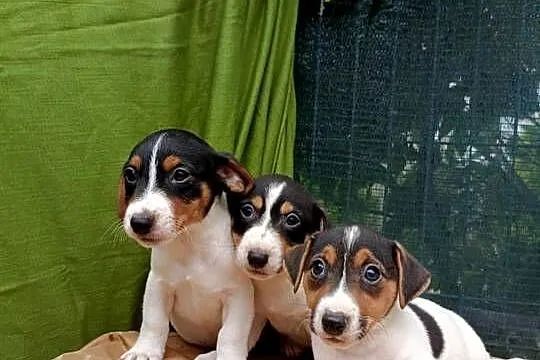 Wzorcowe Jack Russell gładkie piękny extrrrier