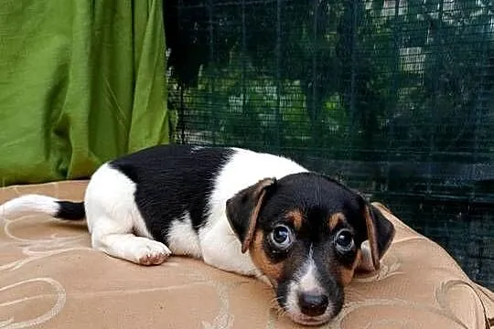 Wzorcowe Jack Russell gładkie piękny extrrrier, Opolskie, Krapkowice