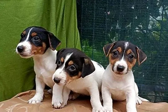 Wzorcowe Jack Russell gładkie piękny extrrrier, Opolskie, Krapkowice