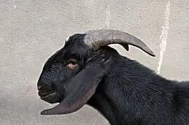 Kozioł Anglonubijski