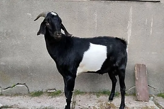 Kozioł Anglonubijski, Mazowieckie, Zwoleń