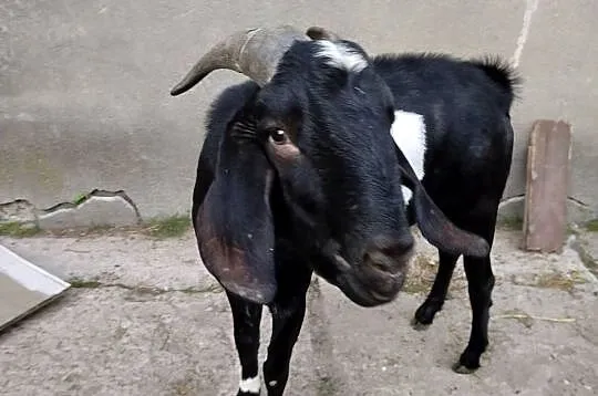 Kozioł Anglonubijski, Mazowieckie, Zwoleń