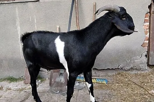 Kozioł Anglonubijski, Mazowieckie, Zwoleń