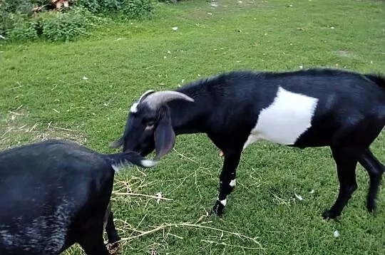 Kozioł Anglonubijski, Mazowieckie, Zwoleń