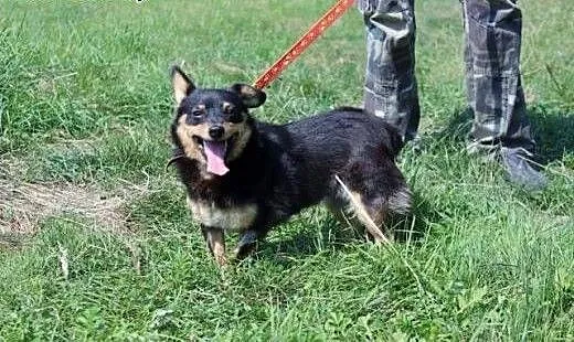Gucia kochana, mikro sunia., wielkopolskie Rzeszó