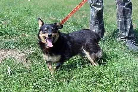 Gucia kochana, mikro sunia.,  wielkopolskie Rzeszó