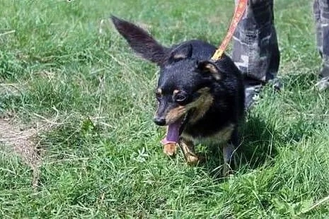 Gucia kochana, mikro sunia.,  wielkopolskie Rzeszó