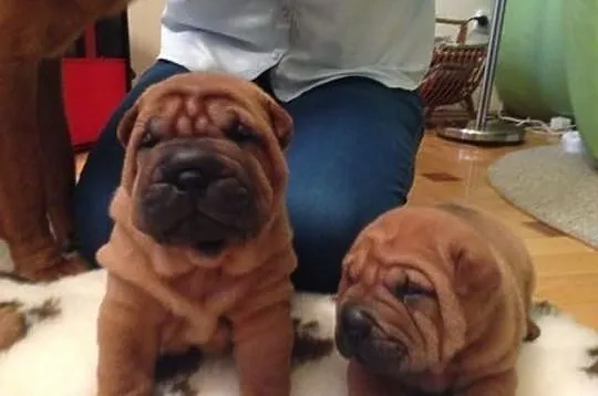 Shar pei - piękna mahoniowa sunia z metryką ZKwP F