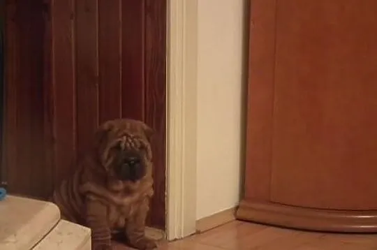 Shar pei - piękna mahoniowa sunia z metryką ZKwP F