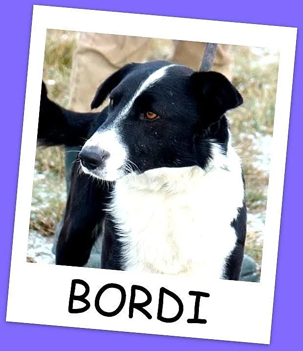 BORDI pies 15kg, grzeczny przyjacielski, łagodny,t