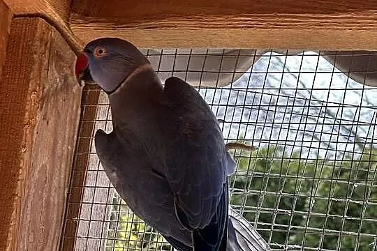 Sprzedam Fiolet Aleksandretta obrożna aleksandetty, Dolnośląskie, Serby