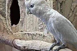 Kakadu salomonskie samiec