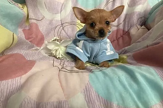 Najpiękniejsze Chihuahua cudowny charakter DOWÓZ, Warszawa