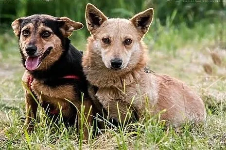 DUET IDEALNY! Dwie przekochane MALUTKIE sunie z ul