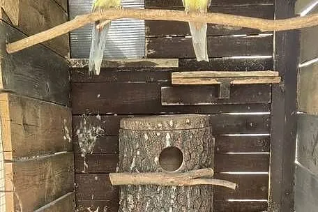 Rozelle Królewskie szeki para legowa., Łódzkie, Sulejów