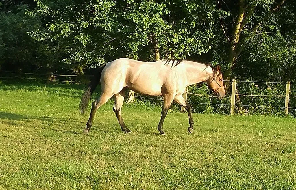 Quarter Horse ogier, ,