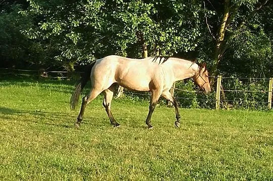 Quarter Horse ogier, , 