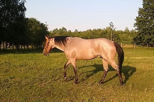 Quarter Horse ogier, , 