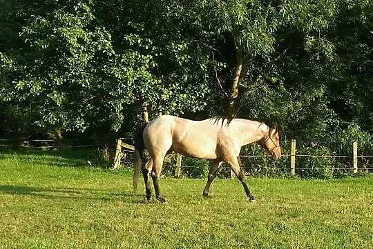Quarter Horse ogier, , 