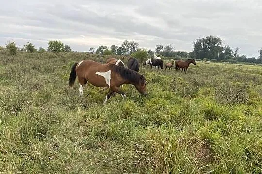 Hucuł Klacz Sonia Programowa, Lubelskie, Zamość