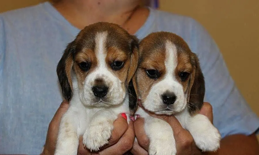 Beagle szczeniaczki po Championie Polski ZKwP (FCI), Śląskie, Aleksandria