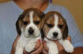 Beagle szczeniaczki po Championie Polski ZKwP (FCI)