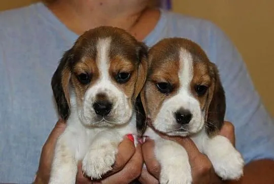Beagle szczeniaczki po Championie Polski ZKwP (FCI), Śląskie, Aleksandria