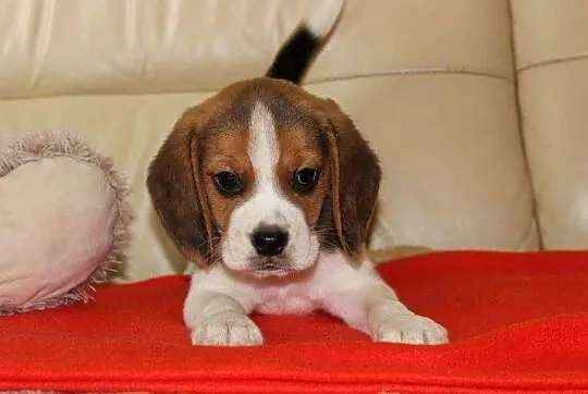 Beagle szczeniaczki po Championie Polski ZKwP (FCI), Śląskie, Aleksandria