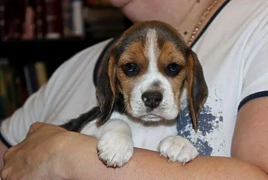 Beagle szczeniaczki po Championie Polski ZKwP (FCI), Śląskie, Aleksandria