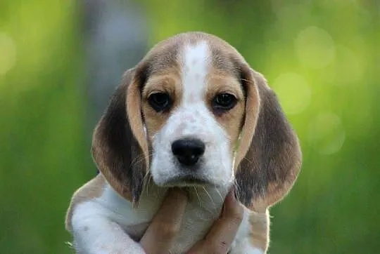 Beagle szczeniaczki po Championie Polski ZKwP (FCI), Śląskie, Aleksandria