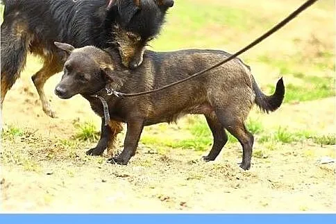 9kg,nieduża,wielkości jamnika,bezkonfliktowa,wrażl