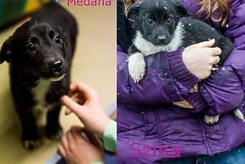 Cudne suczki, 3 miesięczne SZCZENIĘTA  - adopcja,  Kundelki cała Polska