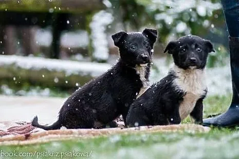 Cudne suczki, 3 miesięczne SZCZENIĘTA  - adopcja, 