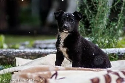 Cudne suczki, 3 miesięczne SZCZENIĘTA  - adopcja, 