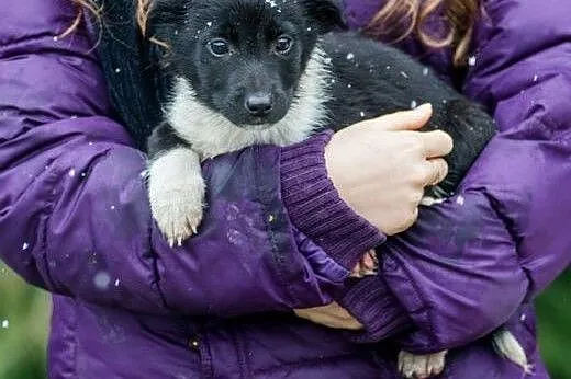 Cudne suczki, 3 miesięczne SZCZENIĘTA  - adopcja, 