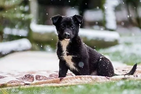 Cudne suczki, 3 miesięczne SZCZENIĘTA  - adopcja, 