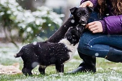 Cudne suczki, 3 miesięczne SZCZENIĘTA  - adopcja, 