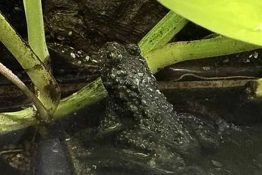 Kumak dalekowschodni dorosły samiec