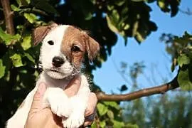 Parson Russell Terrier - hodowla Dwie Twarze, szcz, Szczecin