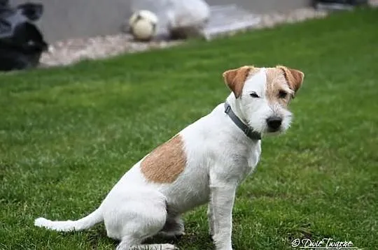 Parson Russell Terrier - hodowla Dwie Twarze, szcz