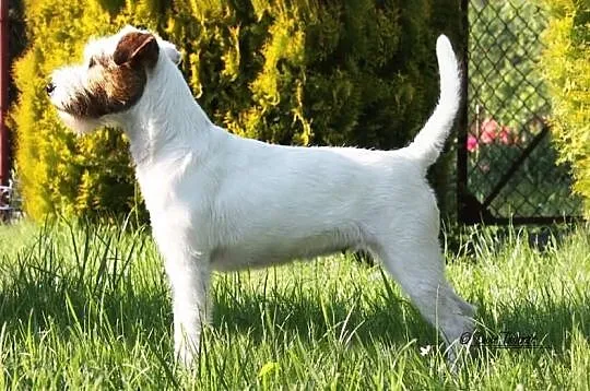 Parson Russell Terrier - hodowla Dwie Twarze, szcz