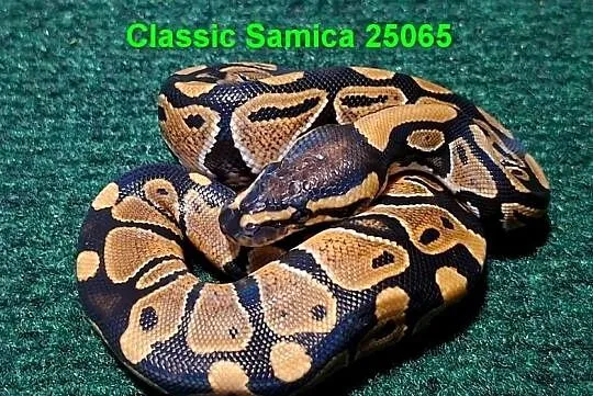 Pyton królewski classic młoda samiczka.