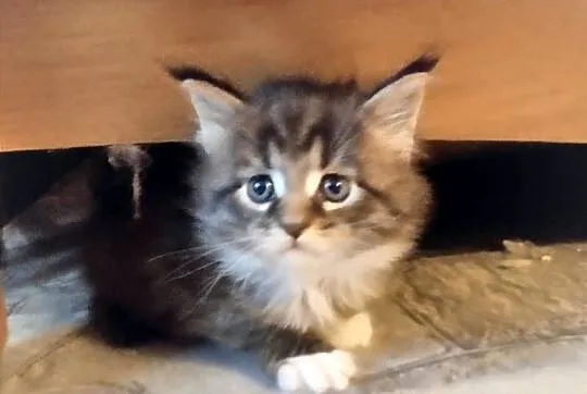 Piorun – to śliczny kotek rasy Maine Coon