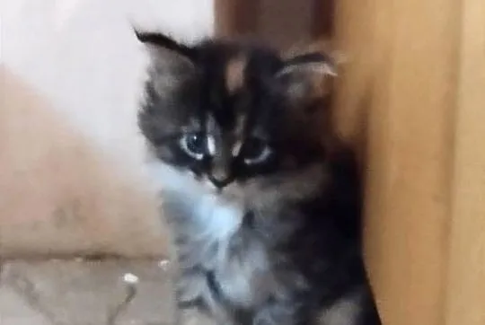 Piorun – to śliczny kotek rasy Maine Coon, Lubuskie, Zielona Góra