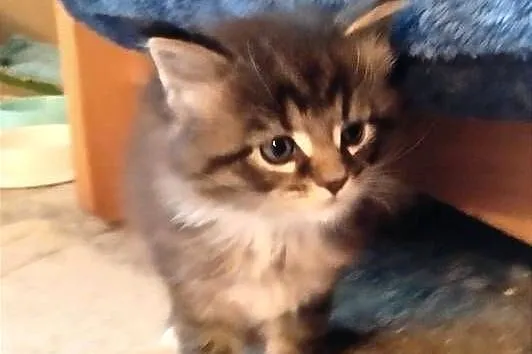 Piorun – to śliczny kotek rasy Maine Coon, Lubuskie, Zielona Góra