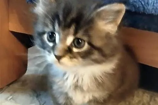 Piorun – to śliczny kotek rasy Maine Coon, Lubuskie, Zielona Góra