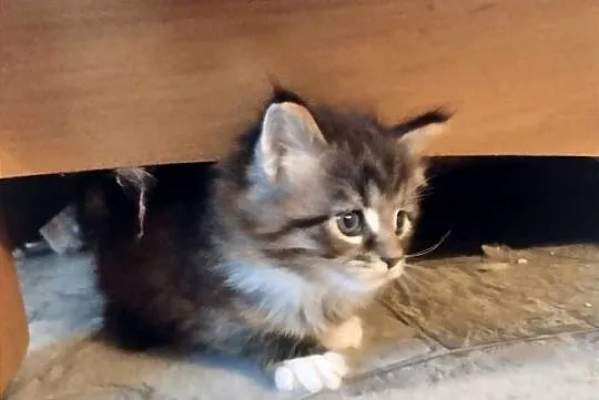Piorun – to śliczny kotek rasy Maine Coon, Lubuskie, Zielona Góra